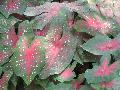 Red Flash Caladium / Caladium bicolor 